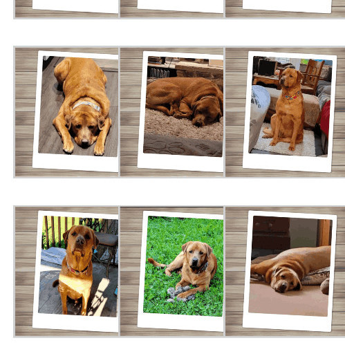 Enlarge BOOG, a Adopted mixed breed in Stouffville, ON image 2/3