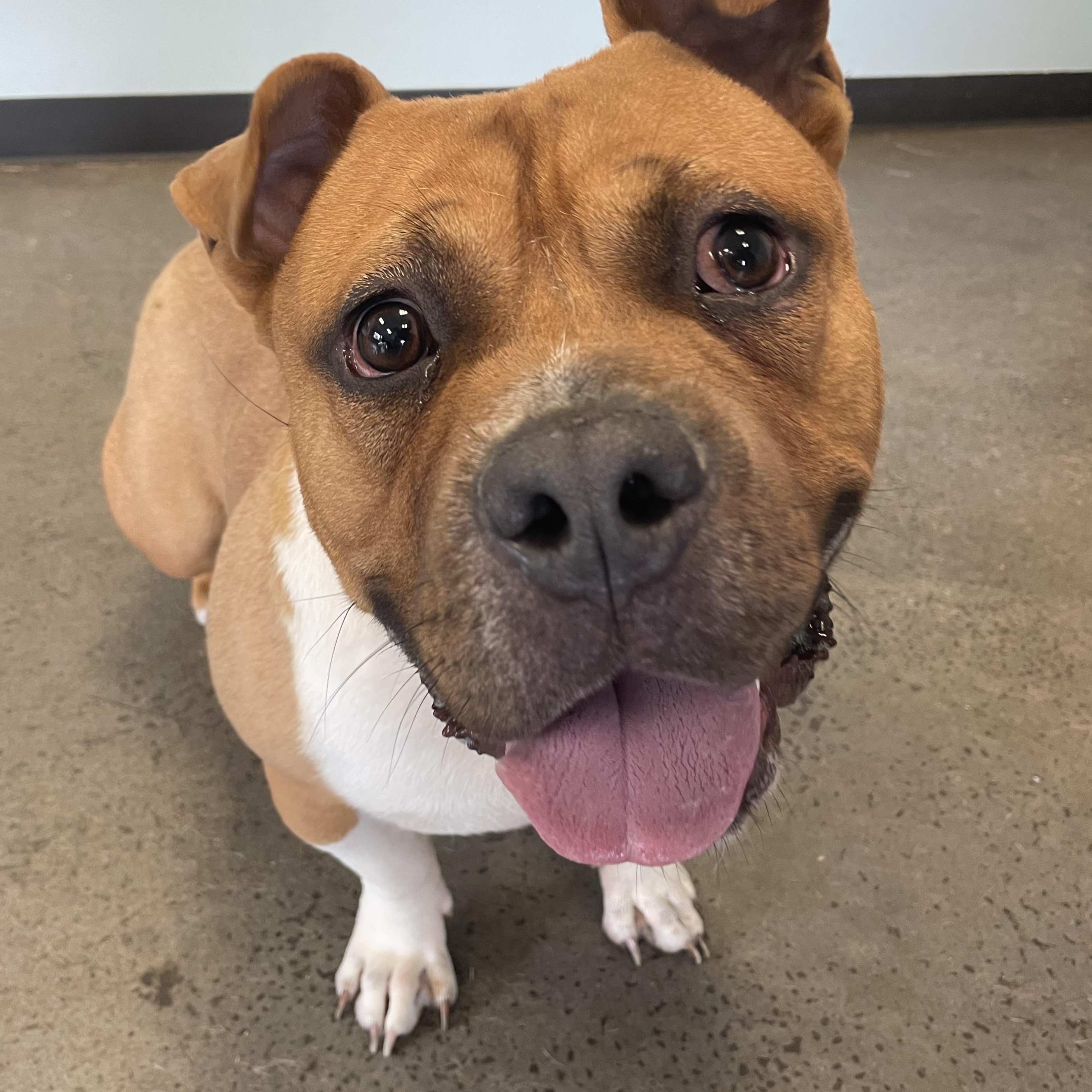 Enlarge Bumi, a ADOPTABLE mixed breed in Mishawaka, IN image 3/6