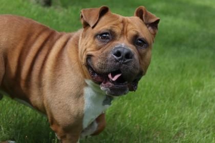 Enlarge Bumi, a ADOPTABLE mixed breed in Mishawaka, IN image 1/6