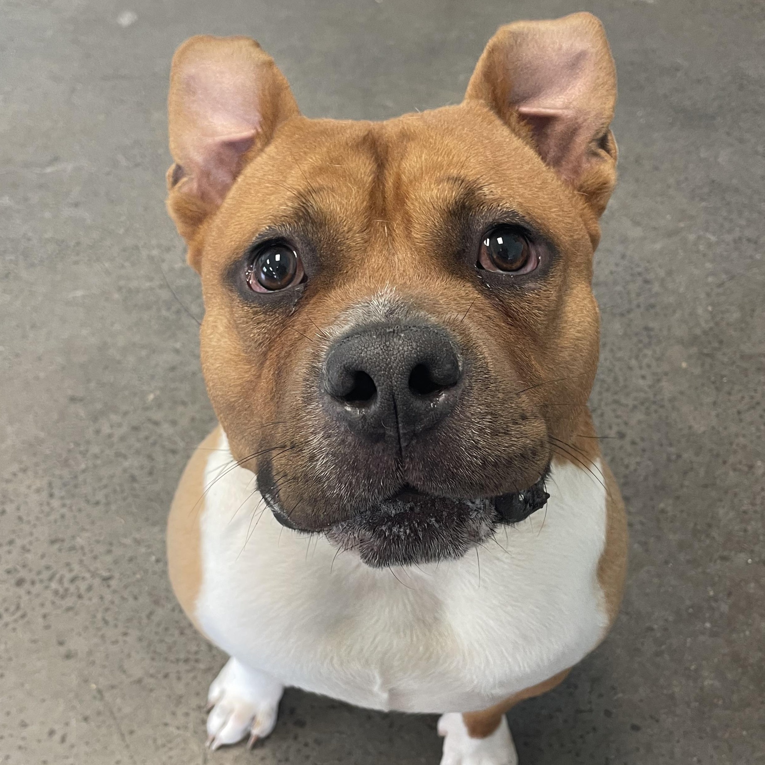 Enlarge Bumi, a ADOPTABLE mixed breed in Mishawaka, IN image 4/6