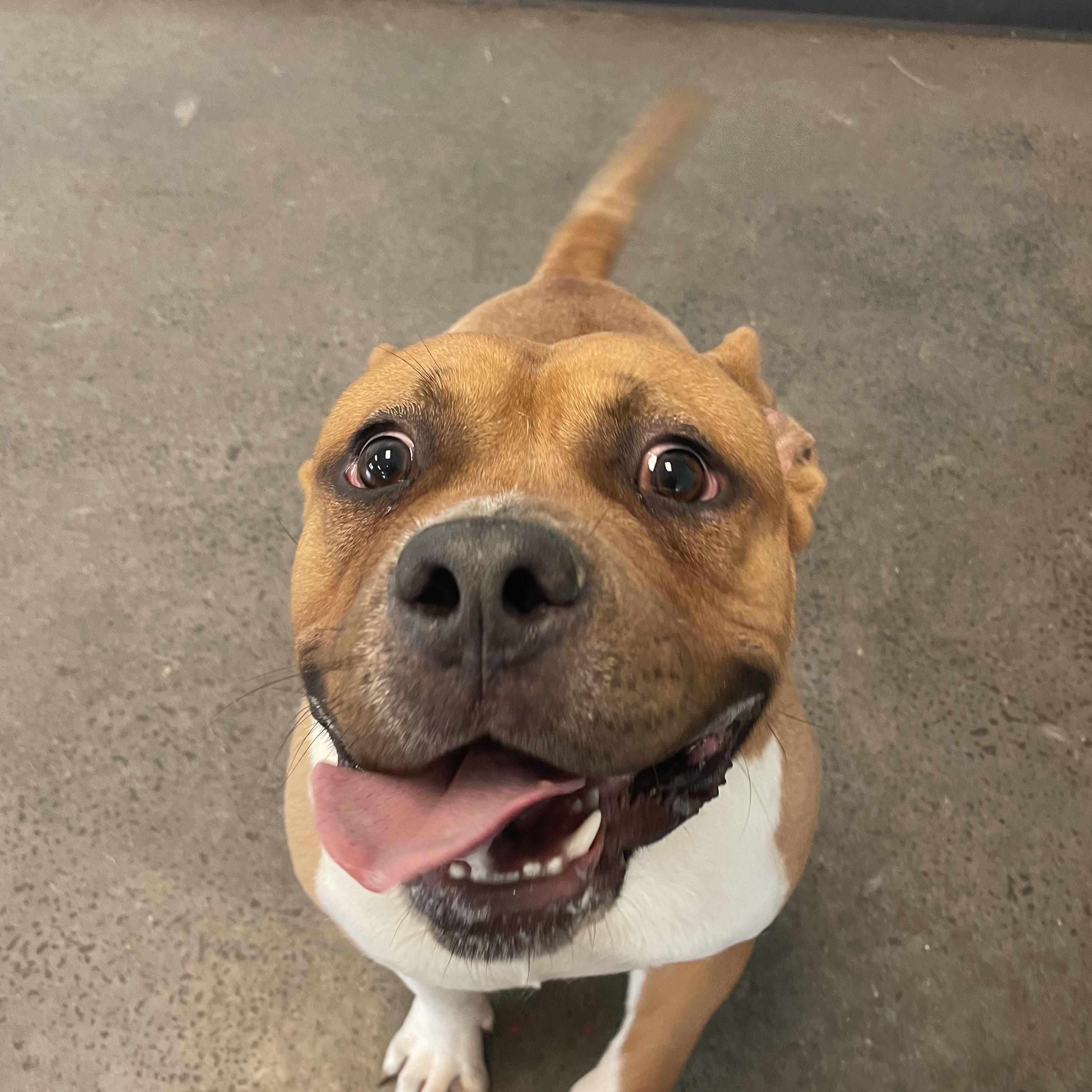 Enlarge Bumi, a ADOPTABLE mixed breed in Mishawaka, IN image 5/6