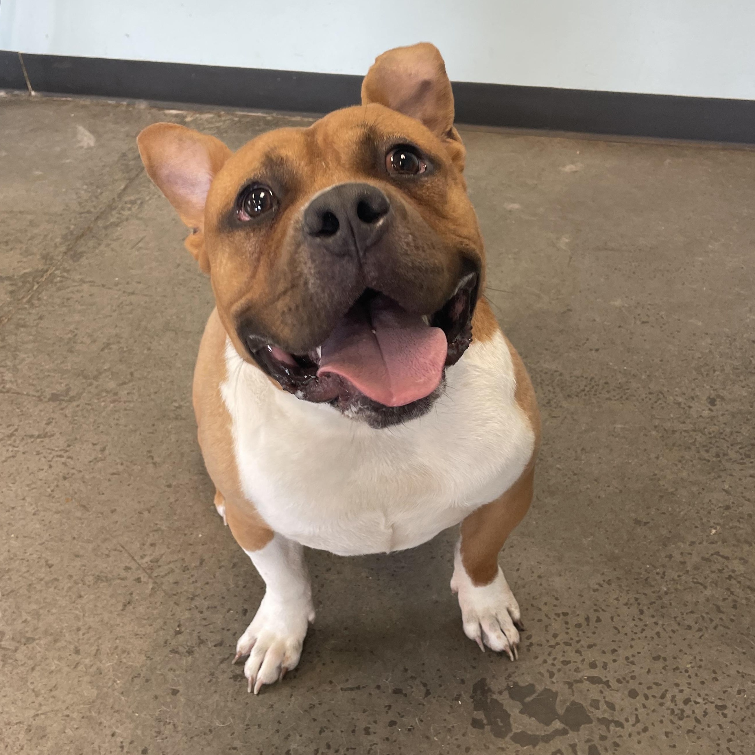 Enlarge Bumi, a ADOPTABLE mixed breed in Mishawaka, IN image 2/6