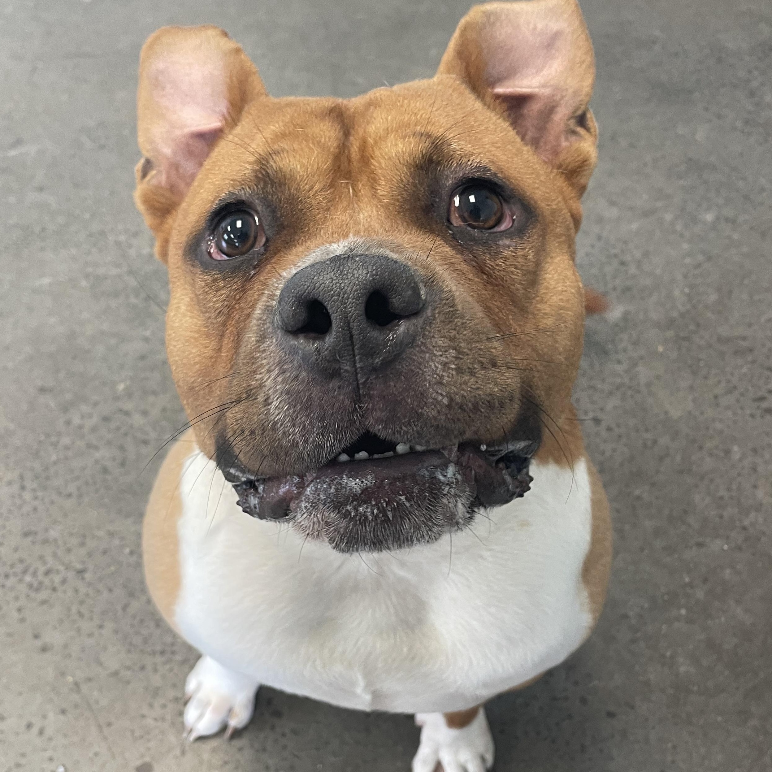 Enlarge Bumi, a ADOPTABLE mixed breed in Mishawaka, IN image 6/6