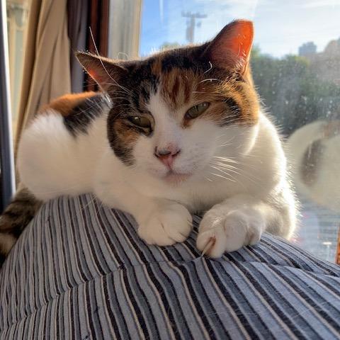 Enlarge Candy, a Adoptable Domestic Short Hair in Oakland, CA image 1/5