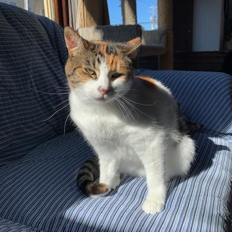 Enlarge Candy, a Adoptable Domestic Short Hair in Oakland, CA image 2/5