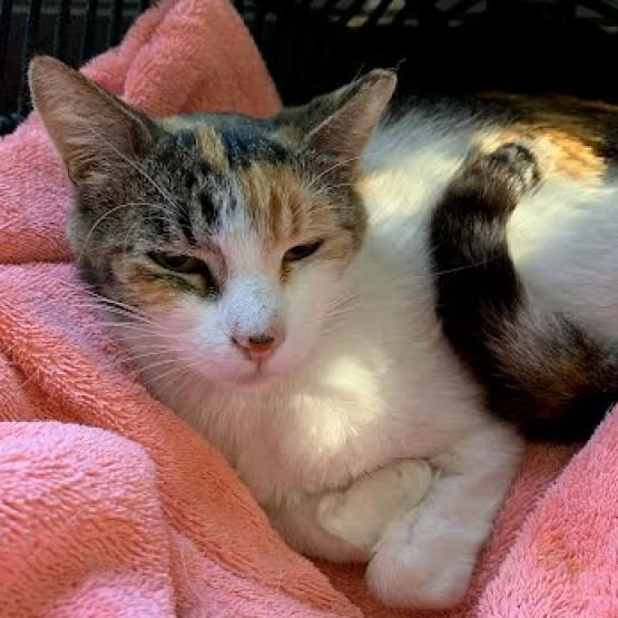 Enlarge Candy, a Adoptable Domestic Short Hair in Oakland, CA image 4/5