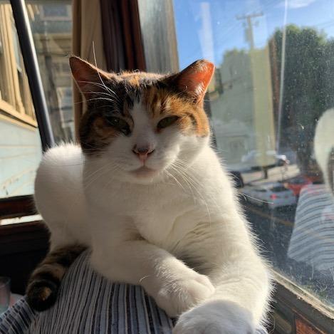 Enlarge Candy, a Adoptable Domestic Short Hair in Oakland, CA image 5/5