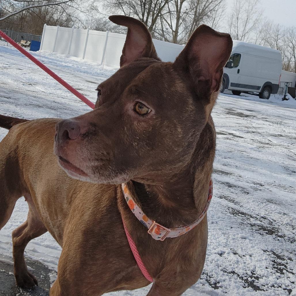 Mocha, Adoptable, Adult Female Mixed Breed.