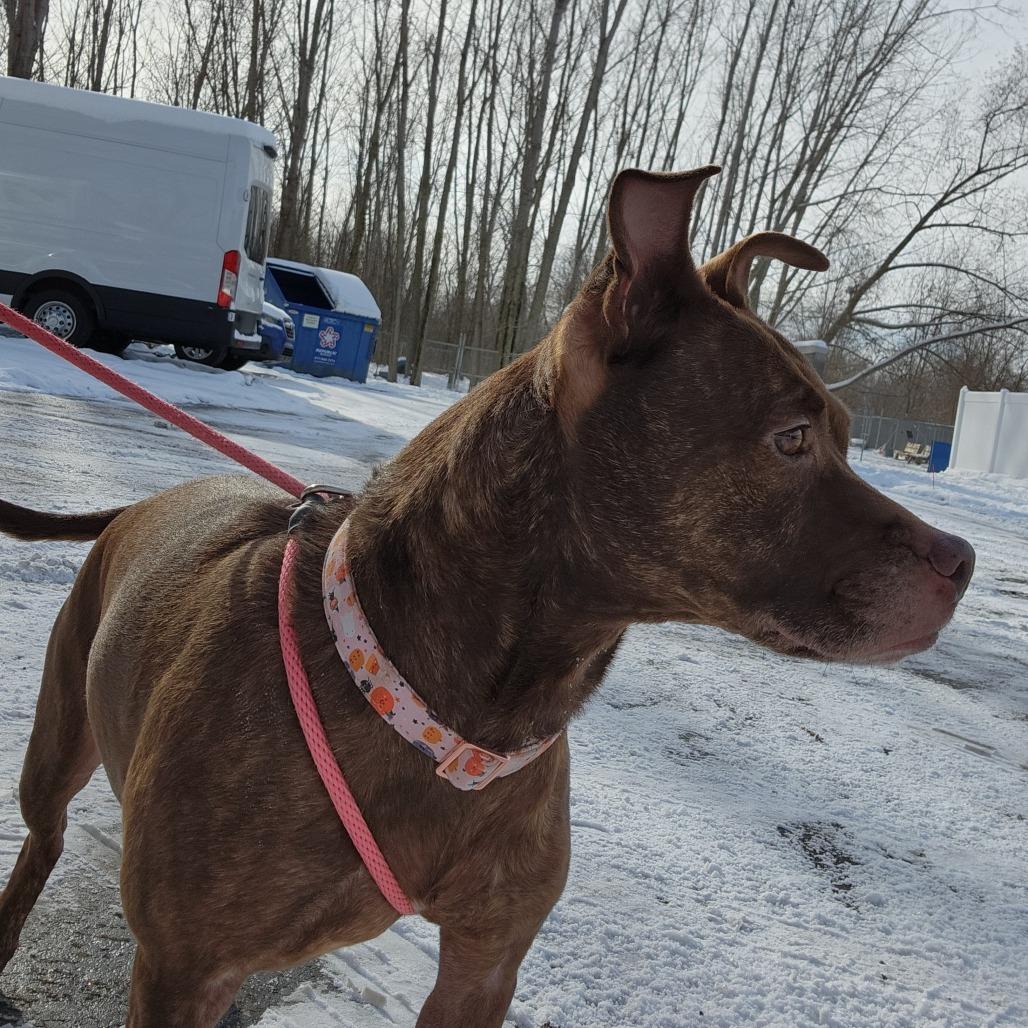 Enlarge Mocha, a Adoptable Mixed Breed in Grand Rapids, MI image 2/6