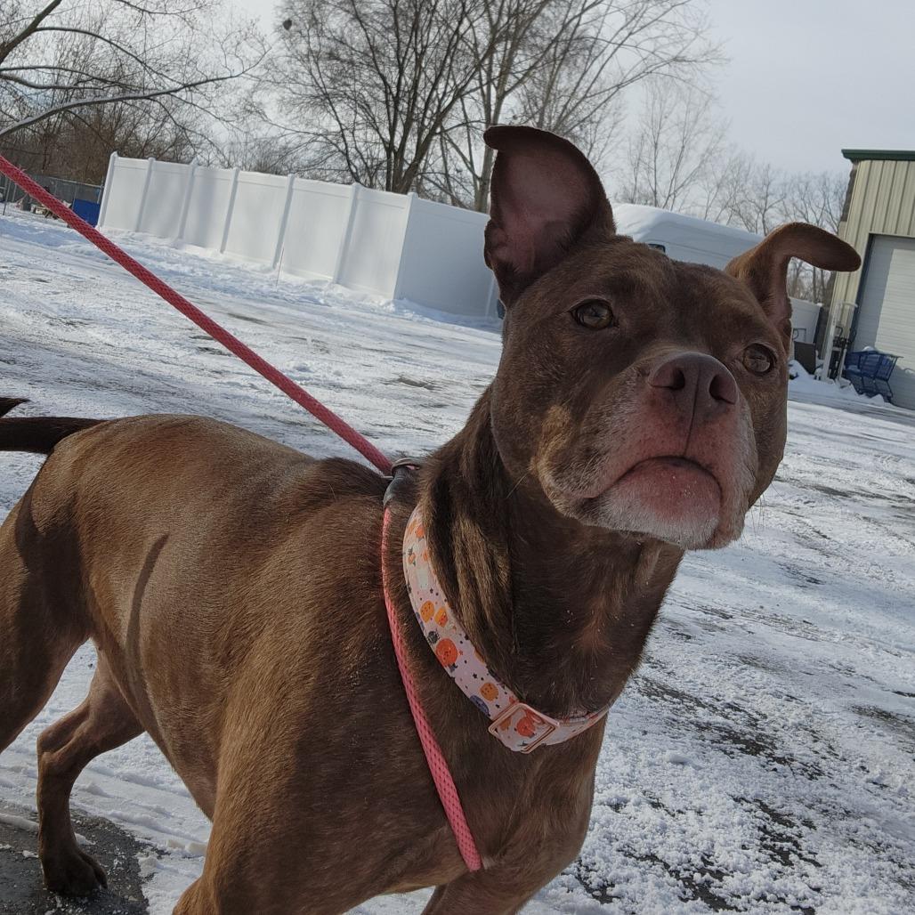 Enlarge Mocha, a Adoptable Mixed Breed in Grand Rapids, MI image 3/6