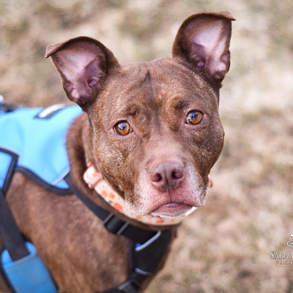 Enlarge Mocha, a Adoptable Mixed Breed in Grand Rapids, MI image 4/6