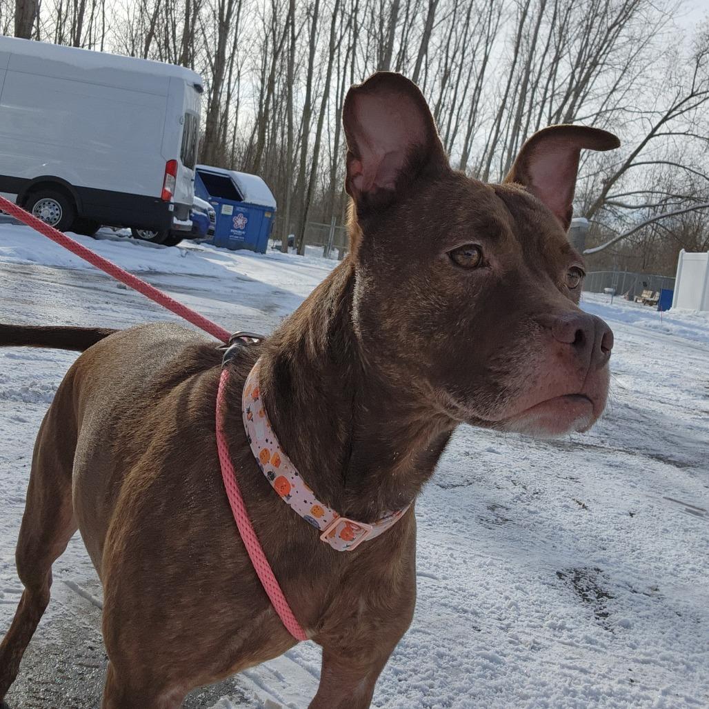 Enlarge Mocha, a Adoptable Mixed Breed in Grand Rapids, MI image 5/6