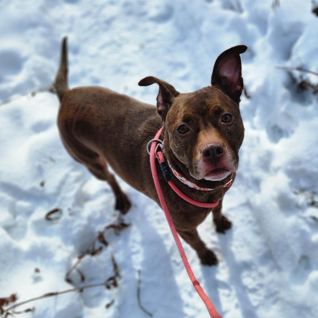 Enlarge Mocha, a Adoptable Mixed Breed in Grand Rapids, MI image 6/6