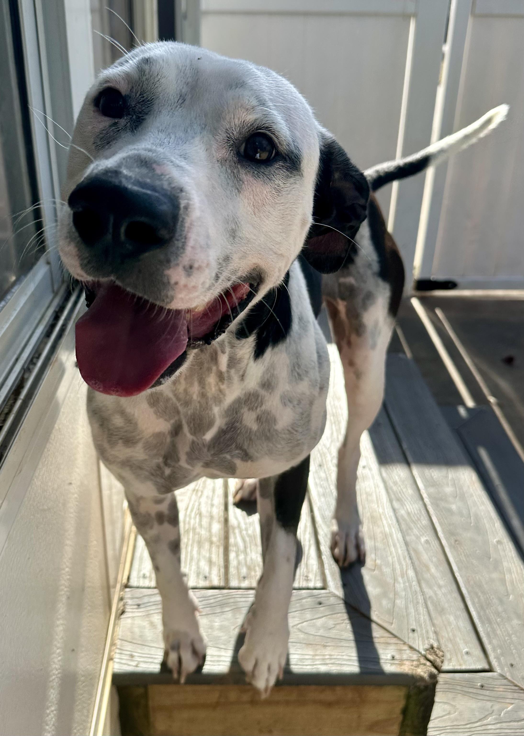 Lulubell, Adoptable, Young Female Dalmatian & Pit Bull Terrier.