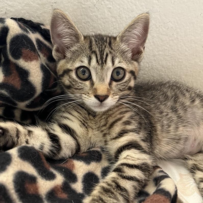 Enlarge Minnie, a Adoptable Domestic Short Hair in Temecula, CA image 2/2
