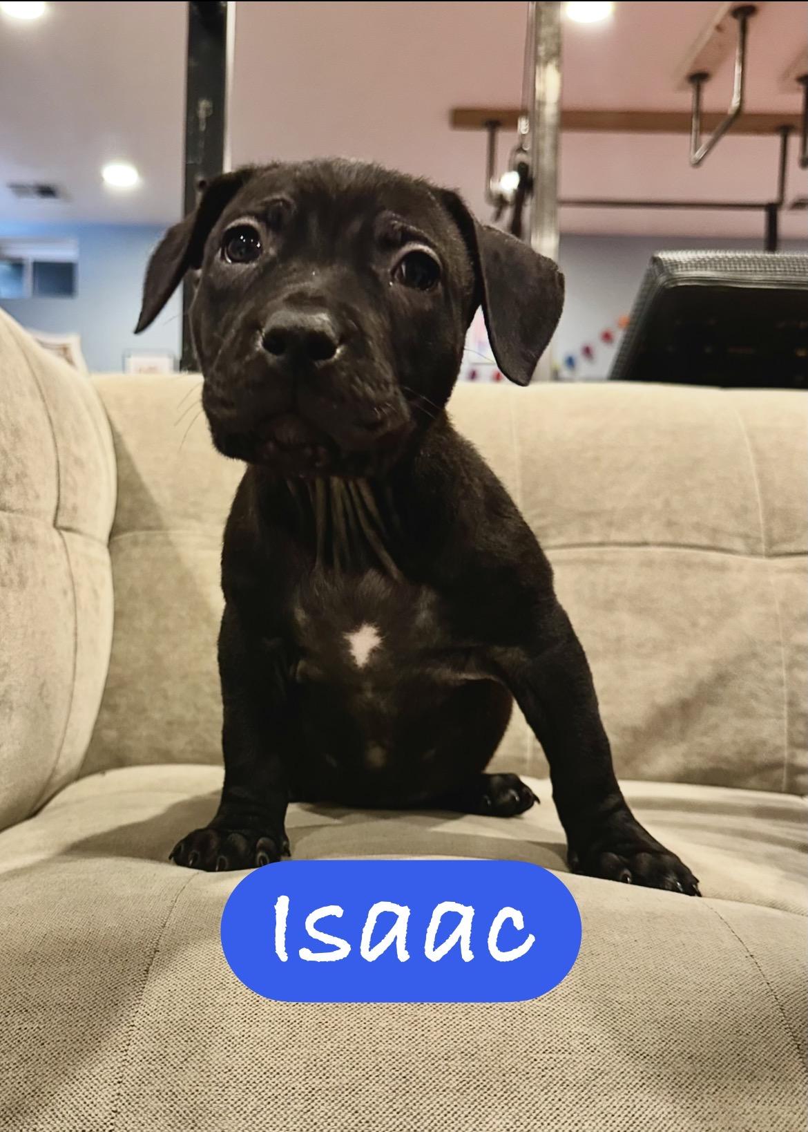 Isaac, ADOPTABLE, Puppy Male Pit Bull Terrier.