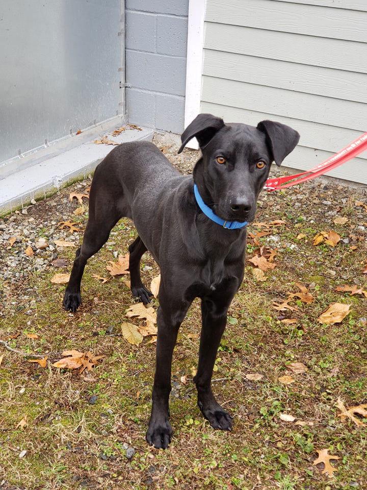 Buddy, Adoptable, Young Male Black Labrador Retriever & Shepherd.