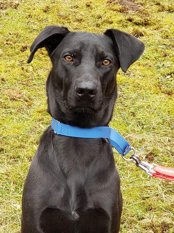 Buddy, a Adoptable mixed breed image 2/3