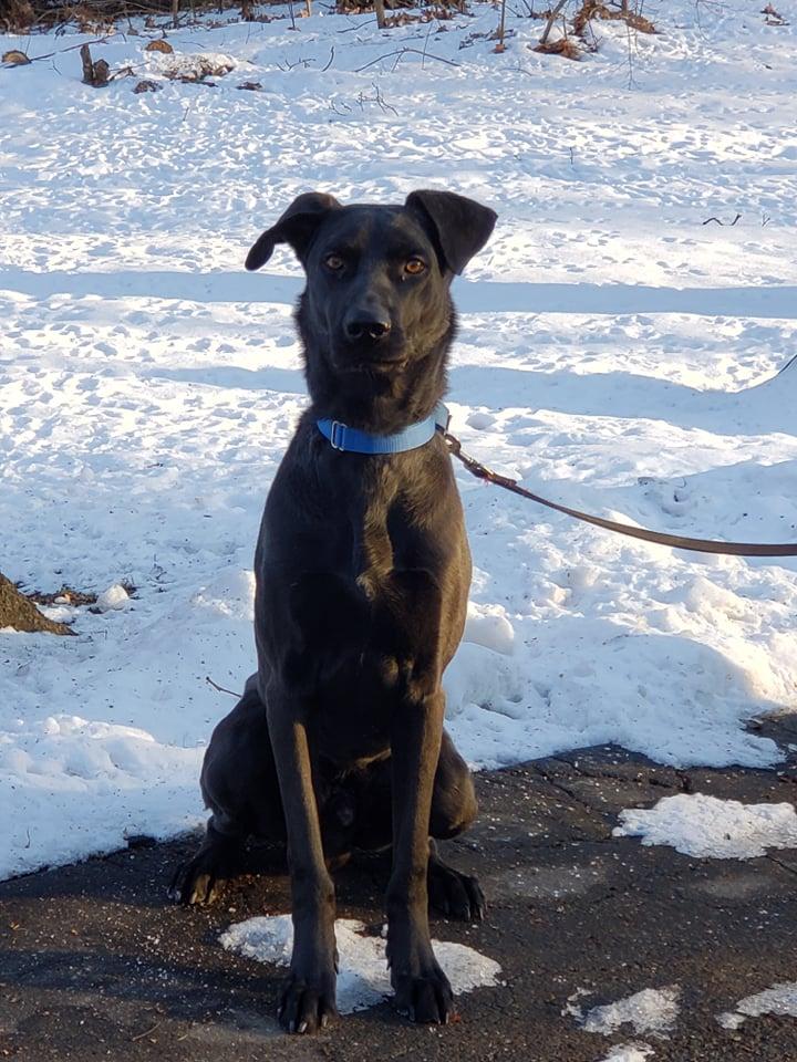 Buddy, a Adoptable mixed breed image 3/3