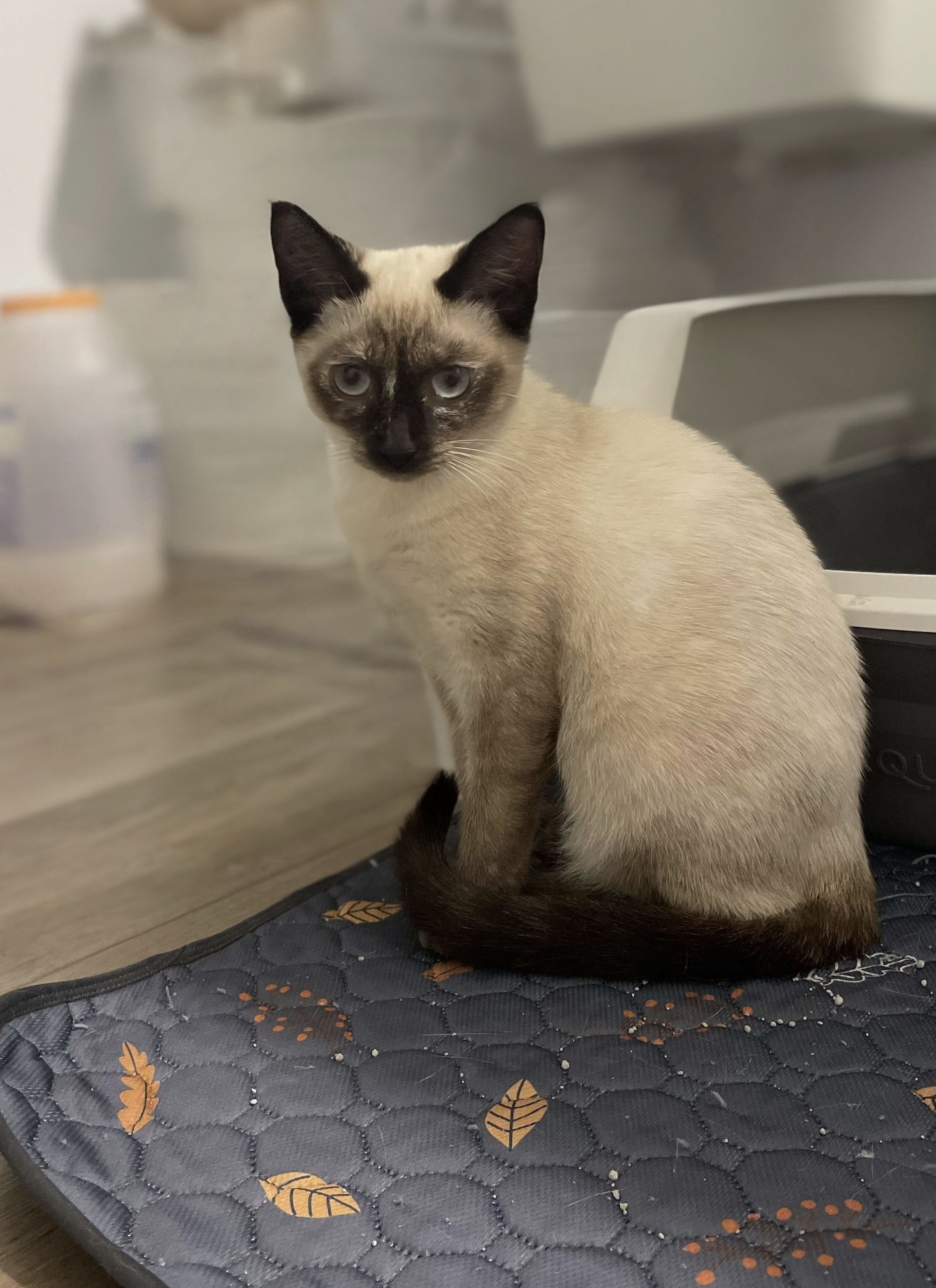 Cleo, Adopted, Young Female Siamese.