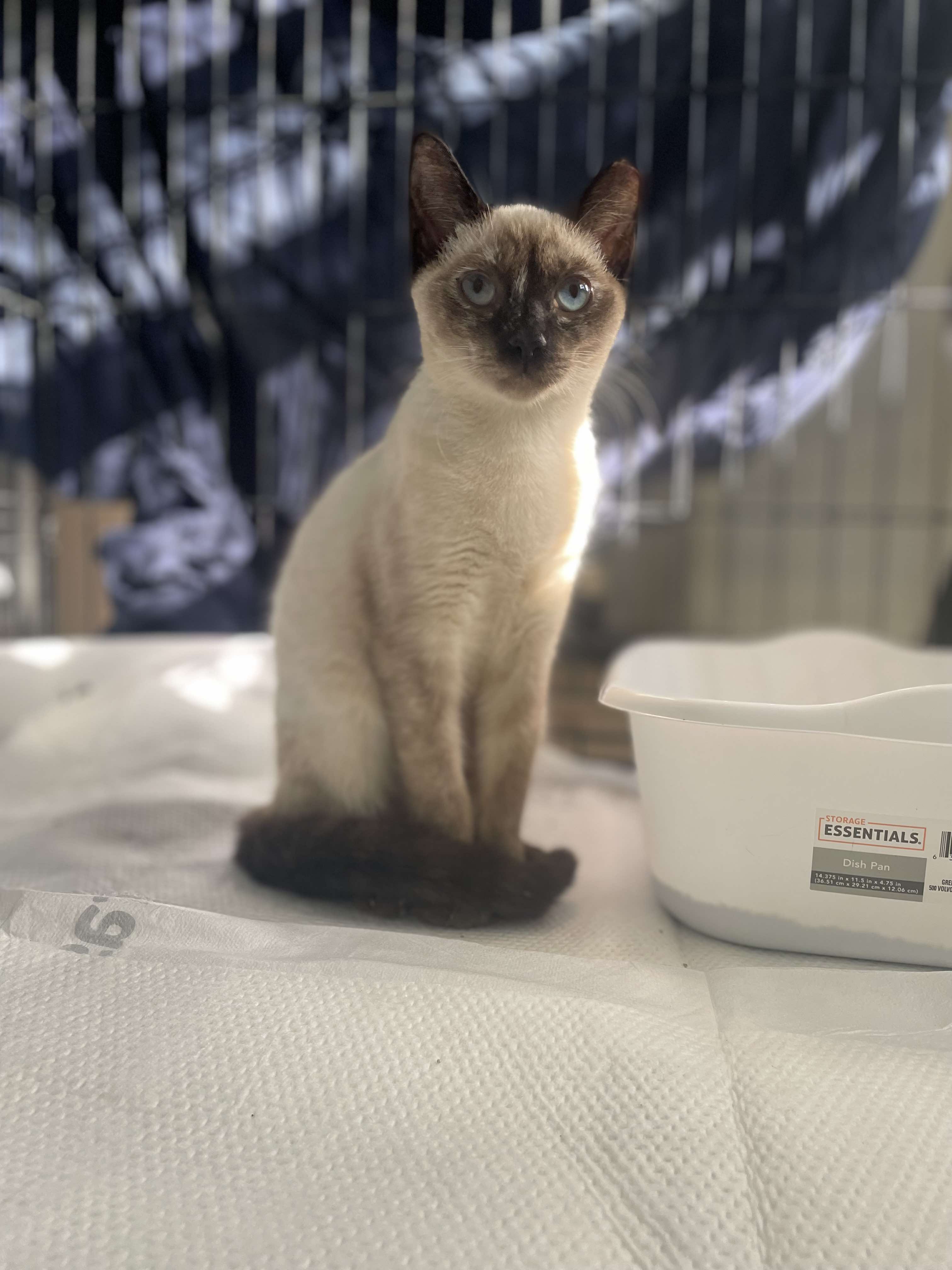 Enlarge Cleo, a Adopted Siamese in Bloomingdale, GA image 2/6