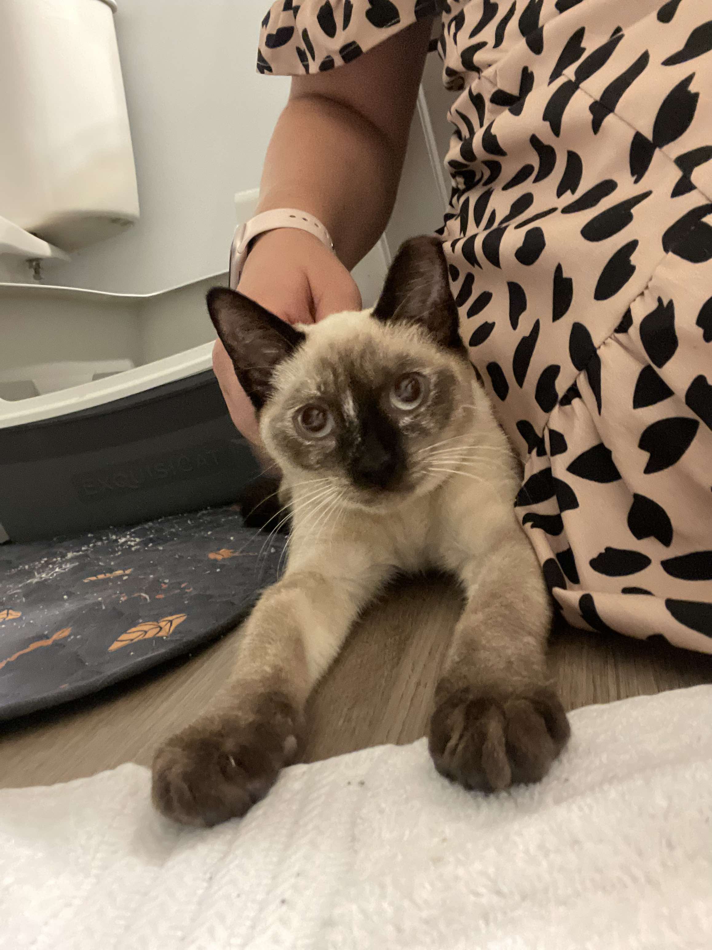 Enlarge Cleo, a Adopted Siamese in Bloomingdale, GA image 3/6