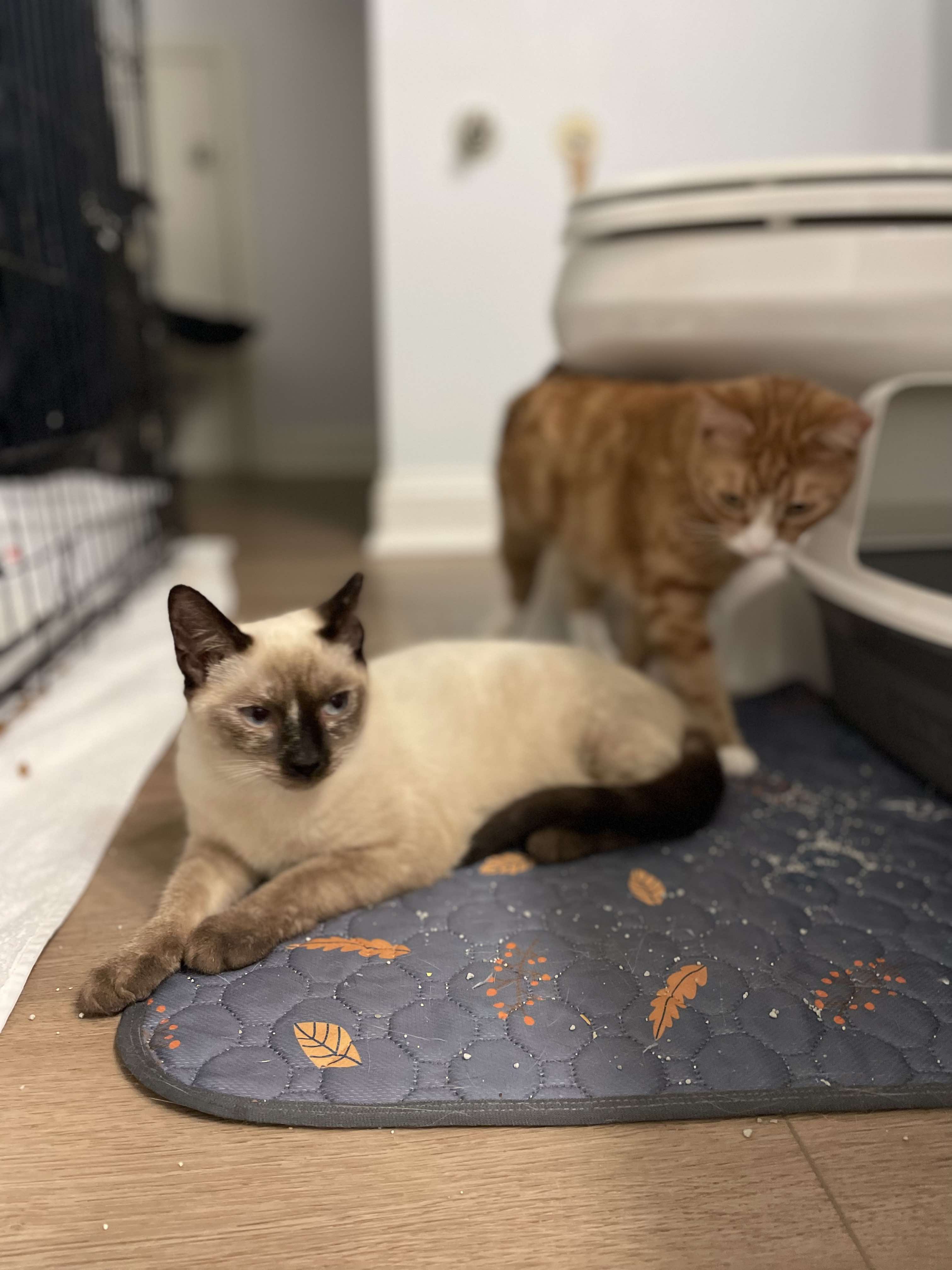 Enlarge Cleo, a Adopted Siamese in Bloomingdale, GA image 4/6