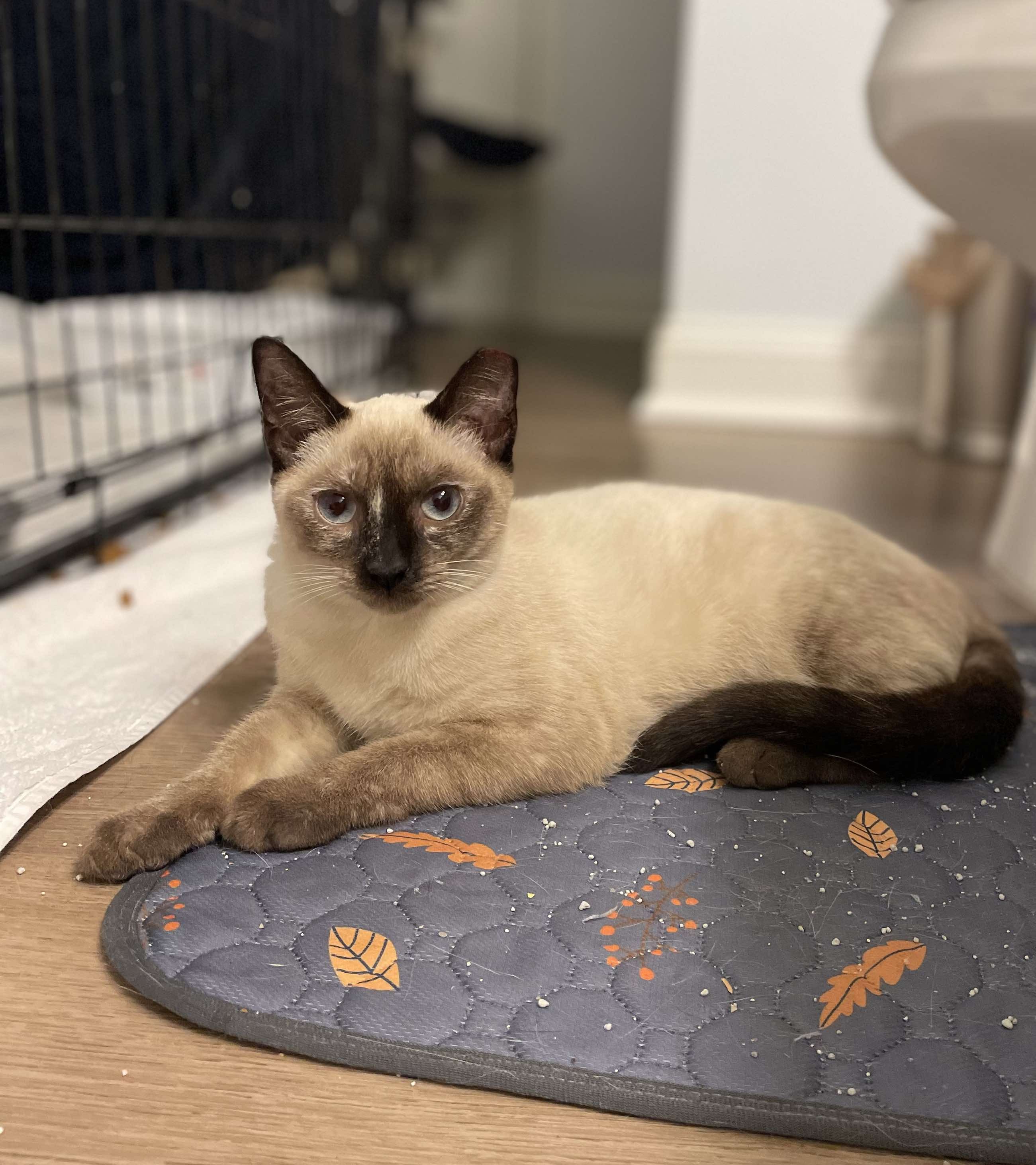 Enlarge Cleo, a Adopted Siamese in Bloomingdale, GA image 5/6