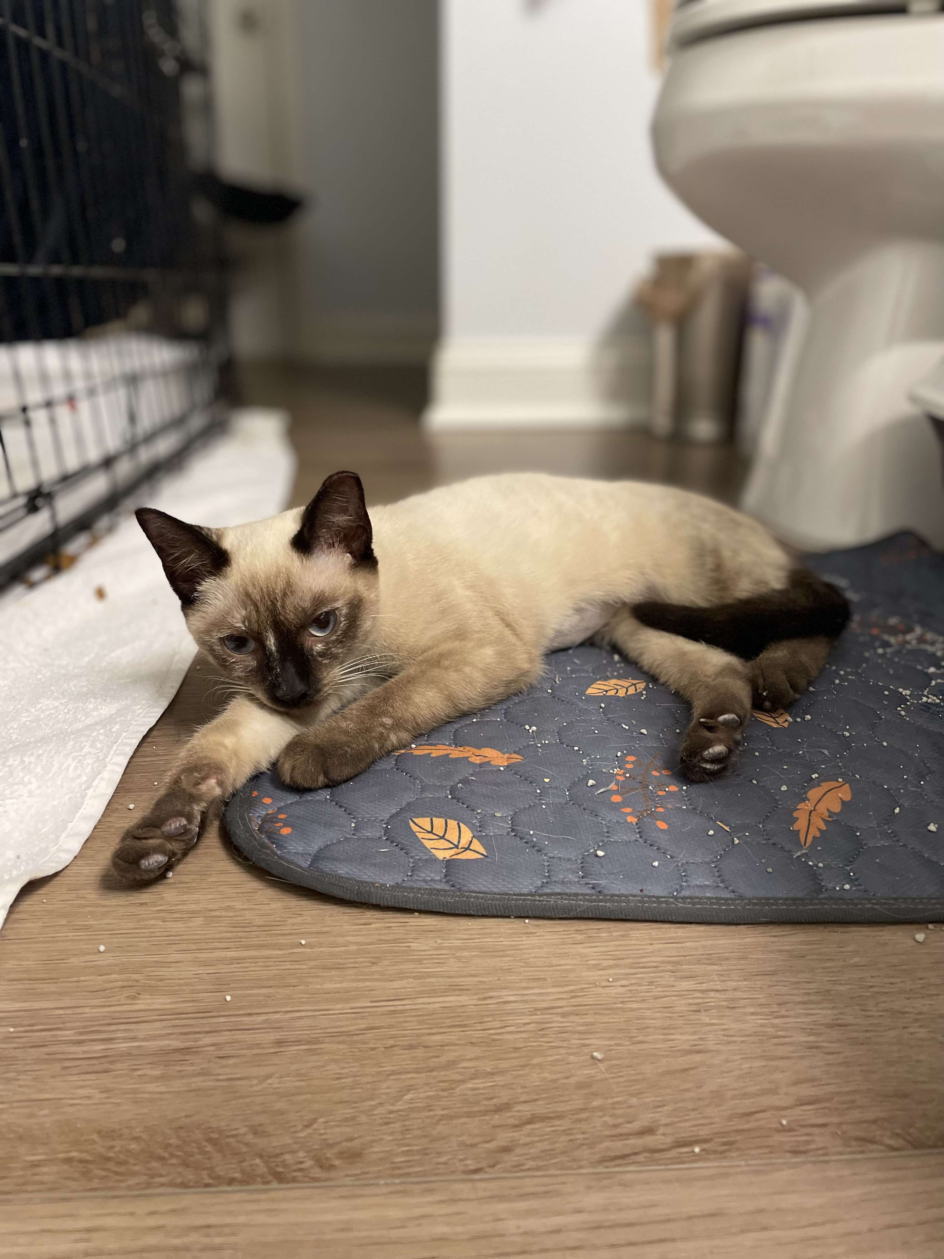 Enlarge Cleo, a Adopted Siamese in Bloomingdale, GA image 6/6