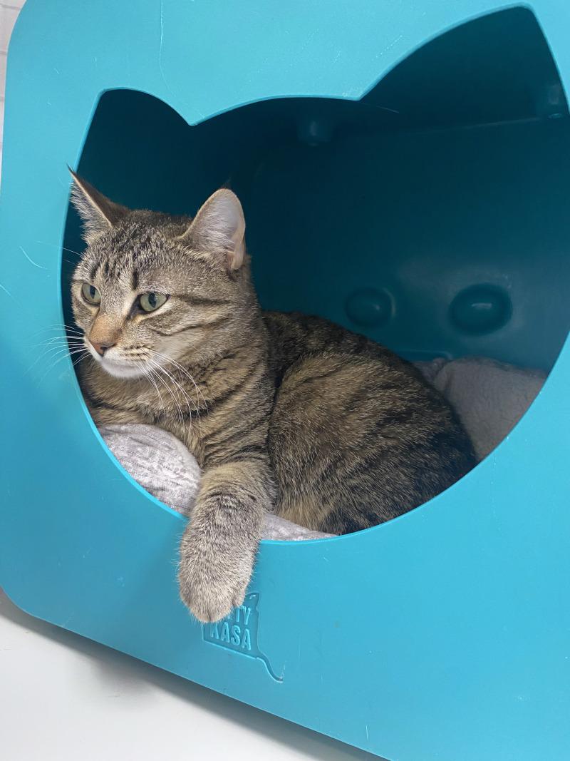 Enlarge Chai, a Adoptable Domestic Short Hair in Cortland, NY image 2/6