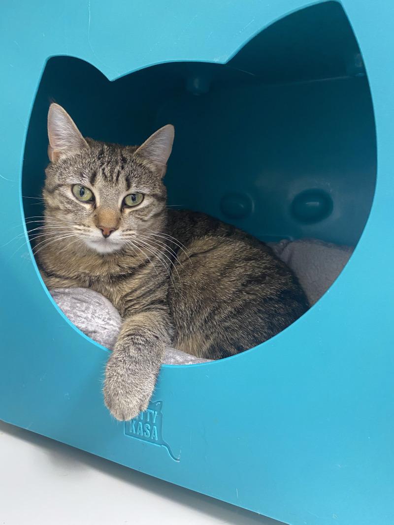 Enlarge Chai, a Adoptable Domestic Short Hair in Cortland, NY image 3/6