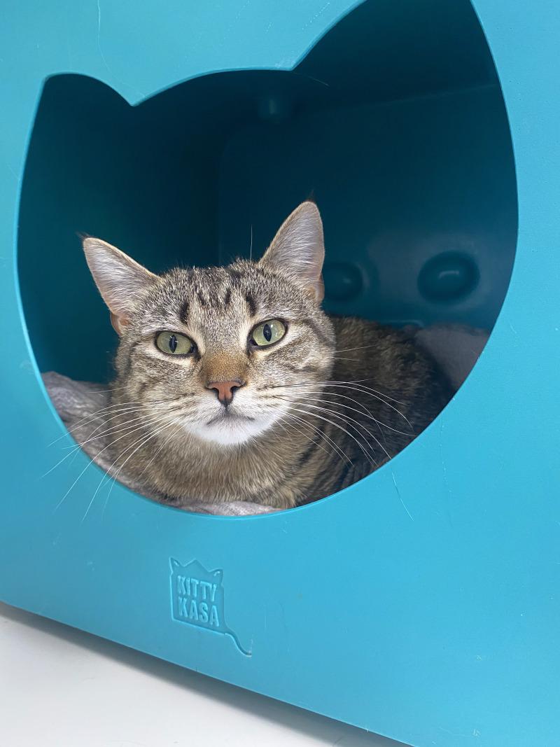 Enlarge Chai, a Adoptable Domestic Short Hair in Cortland, NY image 4/6