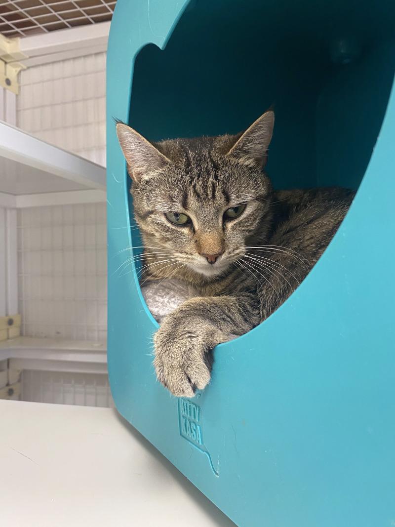 Enlarge Chai, a Adoptable Domestic Short Hair in Cortland, NY image 5/6