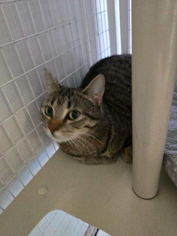 Enlarge Chai, a Adoptable Domestic Short Hair in Cortland, NY image 6/6