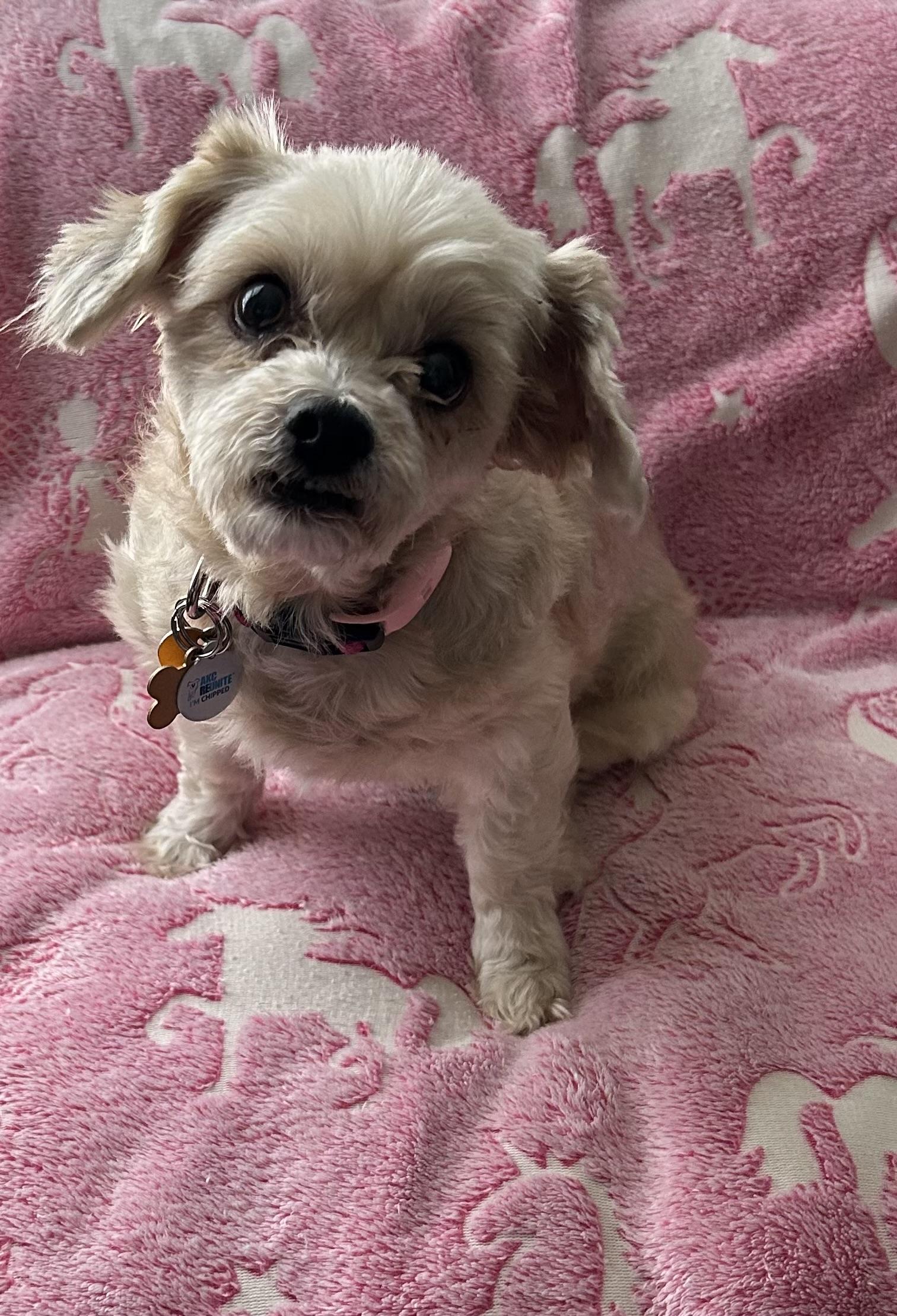 Enlarge Lulu, a Adoptable Maltipoo in Austin, TX image 2/2