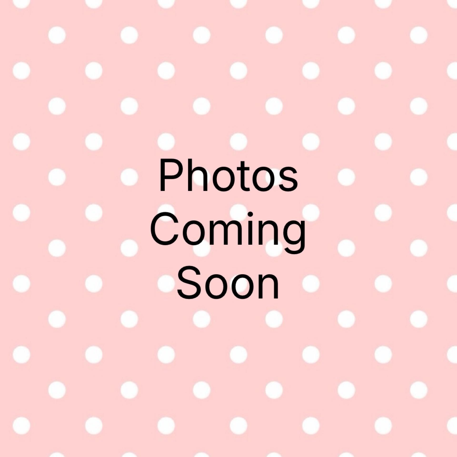 Lulu, Adoptable, Adult Female Maltipoo.