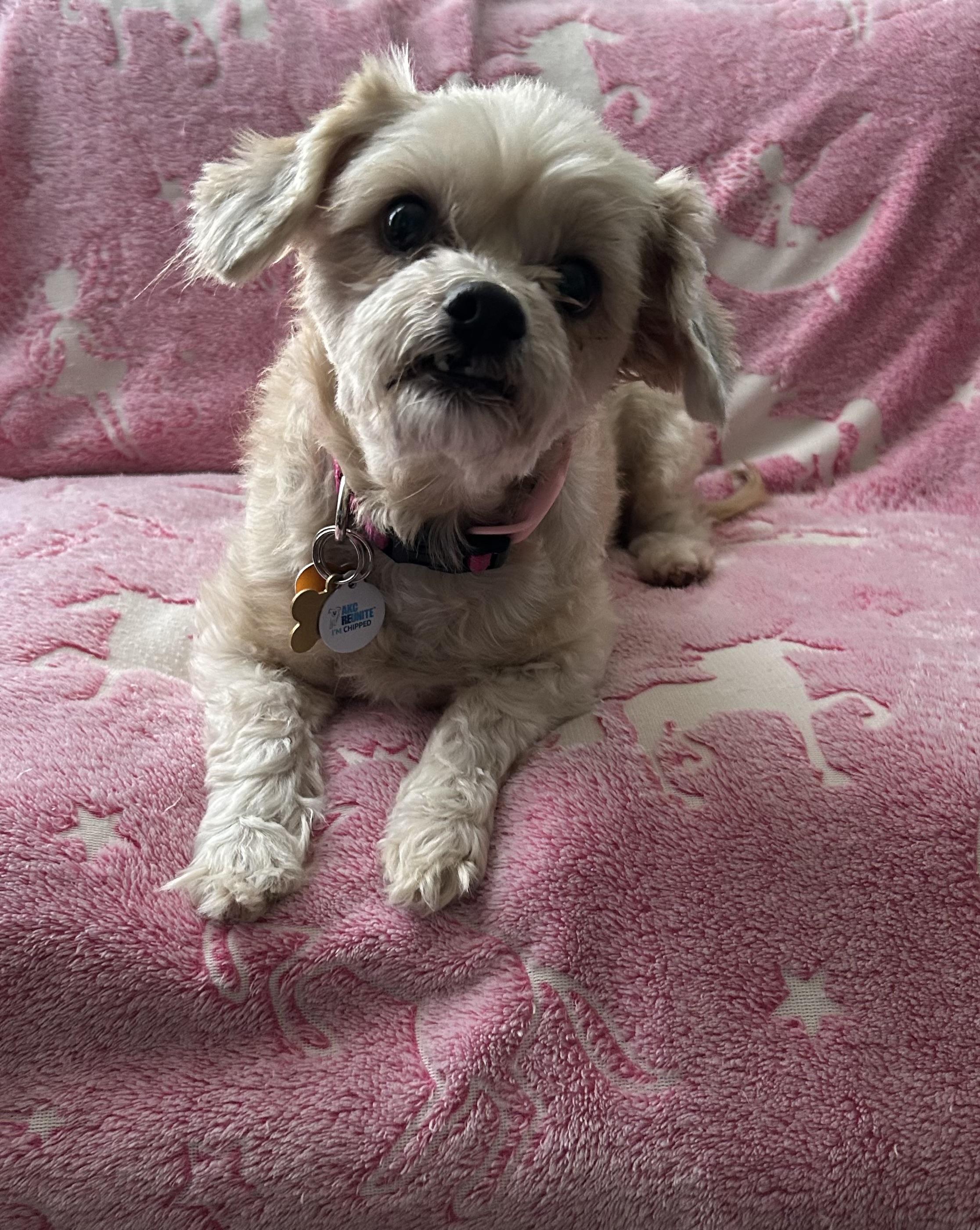 Enlarge Lulu, a Adoptable Maltipoo in Austin, TX image 1/2