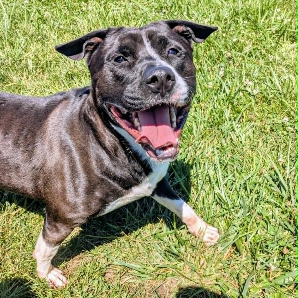Zeus, Adoptable, Adult Male Mixed Breed.