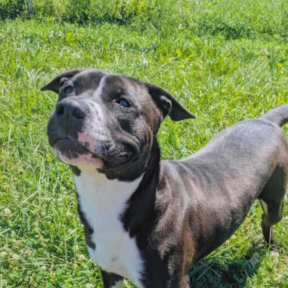 Zeus, a Adoptable Mixed Breed in Jeffersonville, IN image 2/4