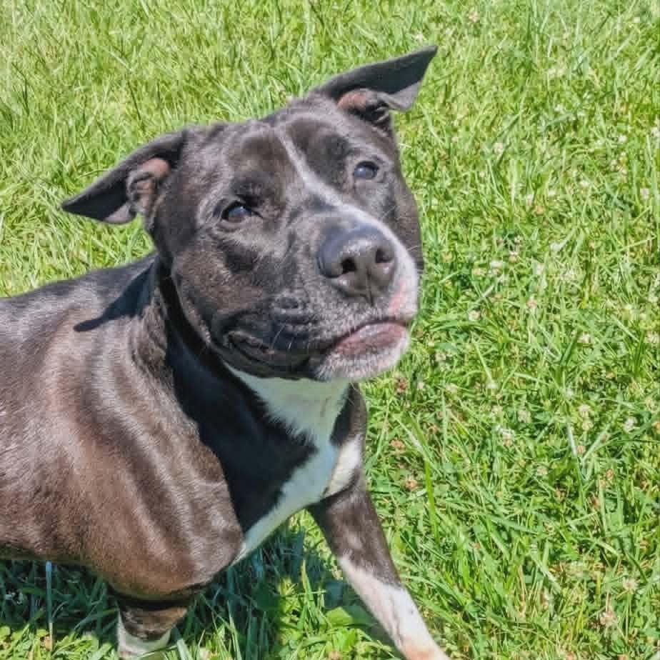 Zeus, a Adoptable Mixed Breed in Jeffersonville, IN image 3/4