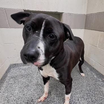 Zeus, a Adoptable Mixed Breed in Jeffersonville, IN image 4/4