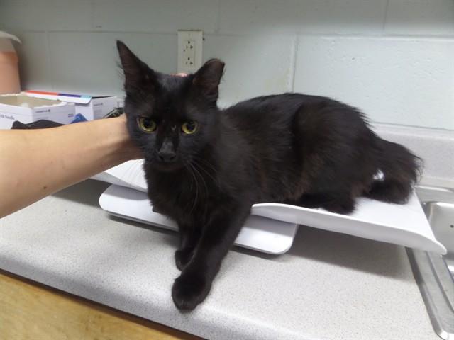 STRANGER, Adoptable, Young Female Domestic Medium Hair.