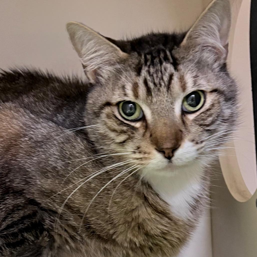 Mittens, a Adoptable Domestic Short Hair in Sarasota, FL image 1/6
