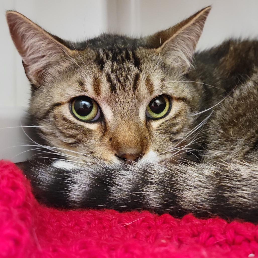 Mittens, a Adoptable Domestic Short Hair in Sarasota, FL image 2/6