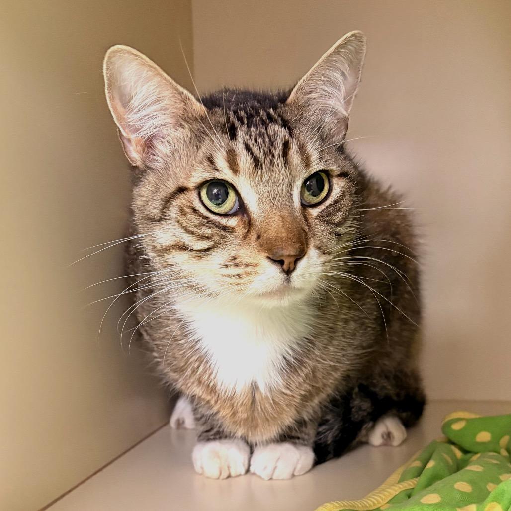 Mittens, a Adoptable Domestic Short Hair in Sarasota, FL image 3/6