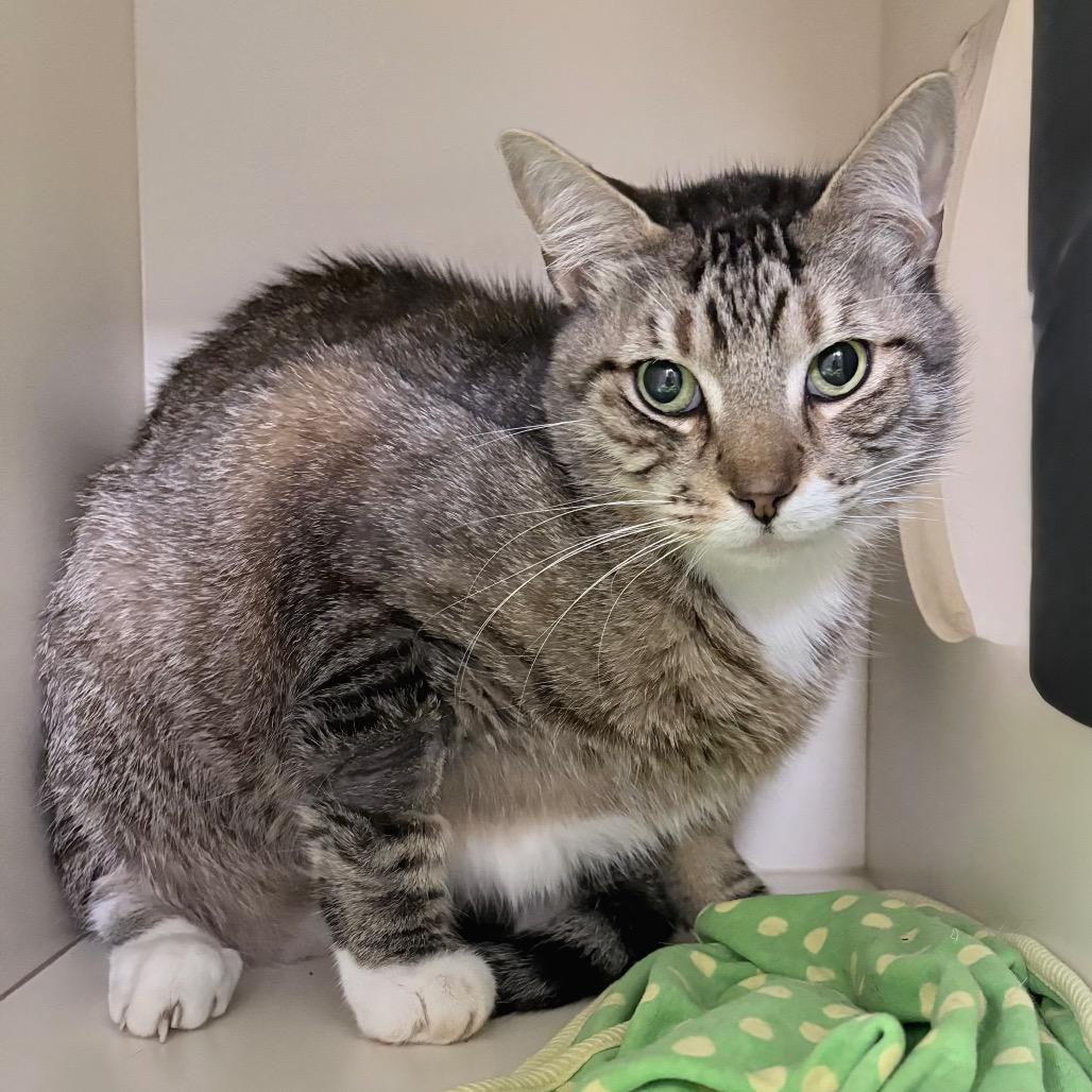 Mittens, a Adoptable Domestic Short Hair in Sarasota, FL image 4/6