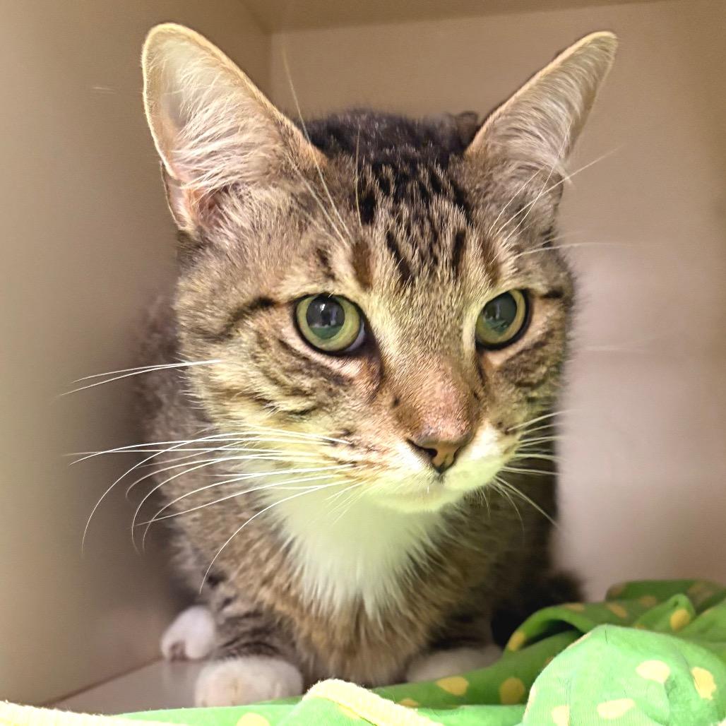 Mittens, a Adoptable Domestic Short Hair in Sarasota, FL image 5/6