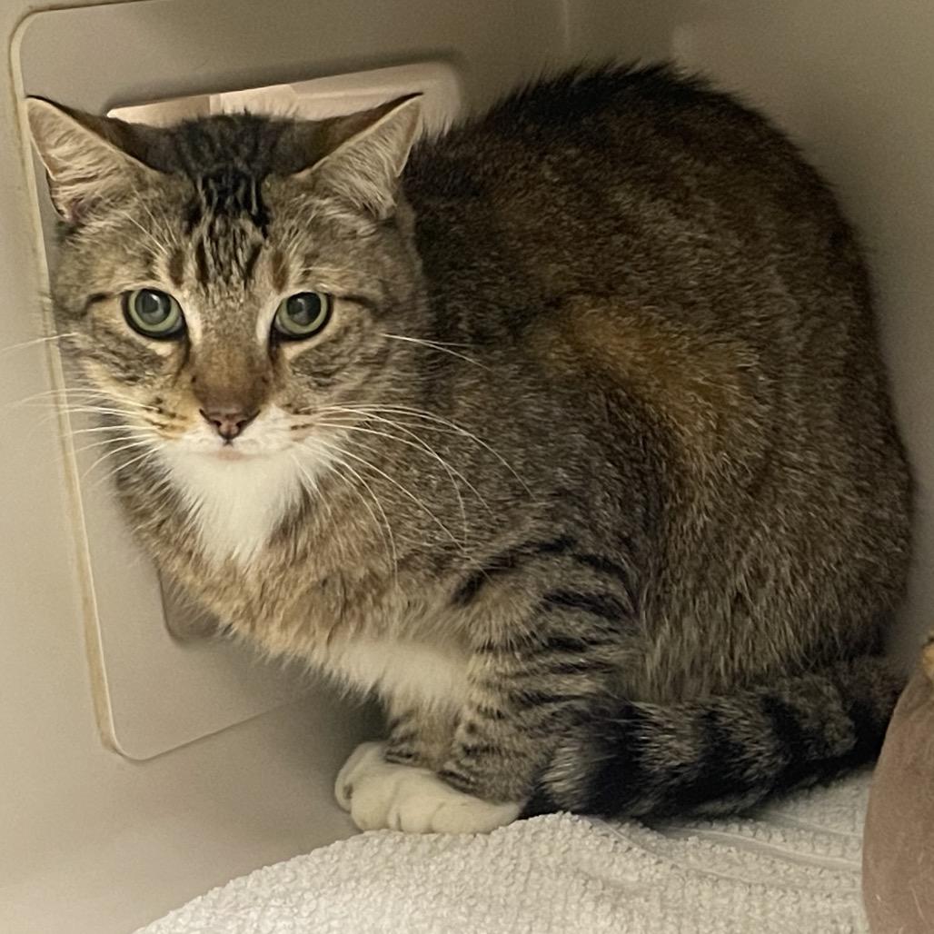 Mittens, a Adoptable Domestic Short Hair in Sarasota, FL image 6/6