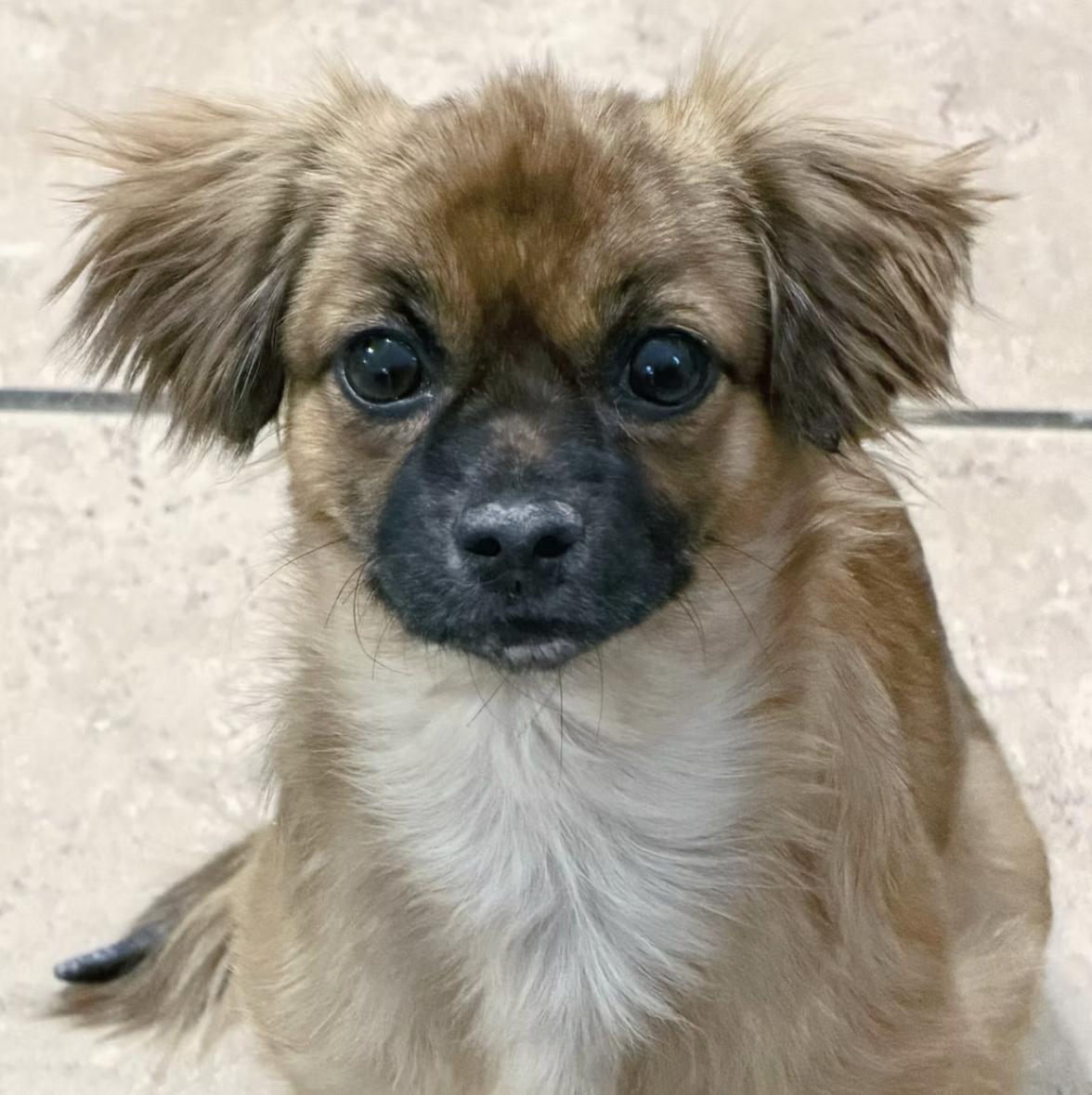 Red, an adopted Mixed Breed in Marble Falls, TX image 1/2