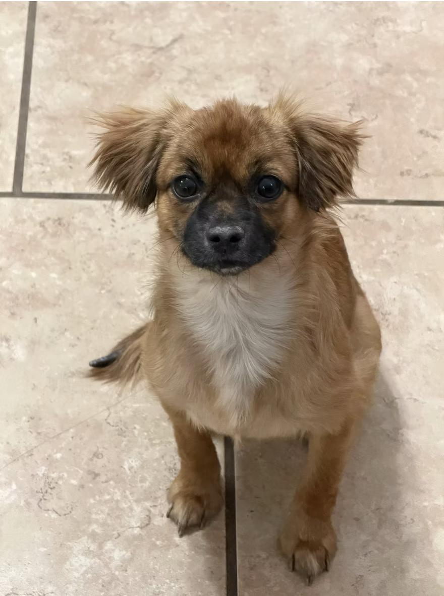 Red, an adopted Mixed Breed in Marble Falls, TX image 2/2